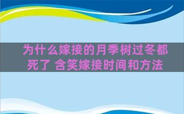 为什么嫁接的月季树过冬都死了 含笑嫁接时间和方法